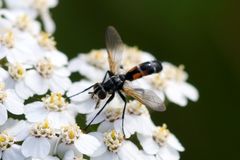 Cylindromyia interrupta