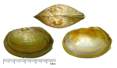 Buldowskia flavotincta