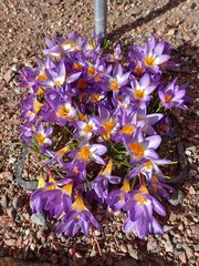 Crocus sublimis
