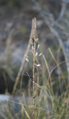Bulbine filifolia