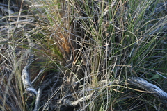 Bulbine filifolia