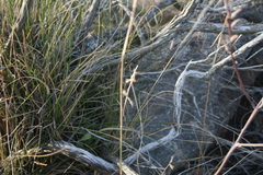 Bulbine filifolia