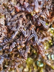 Frullania teneriffae