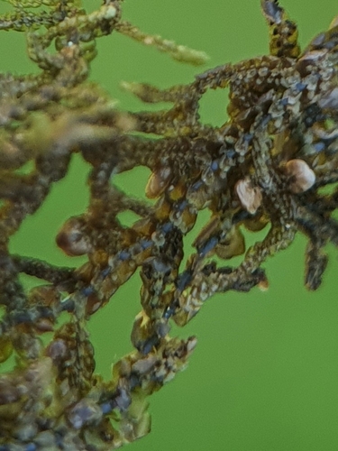 Image of Frullania teneriffae by no rights reserved