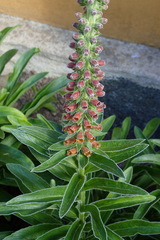 Digitalis parviflora