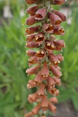 Digitalis parviflora
