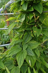 Dioscorea caucasica