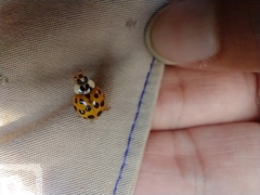 Harmonia axyridis