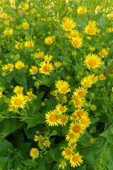 Doronicum corsicum