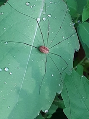 Leiobunum politum