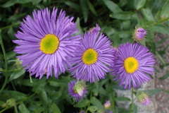 Erigeron