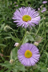 Erigeron