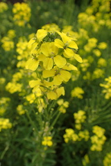 Erysimum witmannii