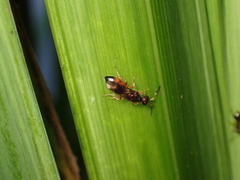 Cleptes semiauratus