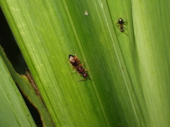 Cleptes semiauratus
