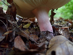 Russula violeipes