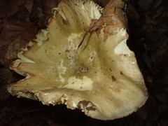 Russula violeipes