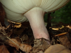Russula violeipes