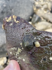 Testudinalia testudinalis