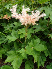 Filipendula glaberrima