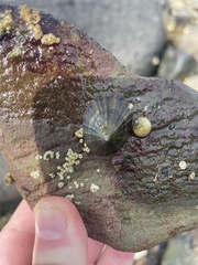 Testudinalia testudinalis