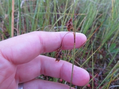 Carex limosa