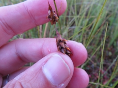 Carex limosa