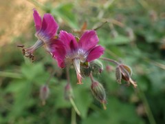 Geranium reflexum