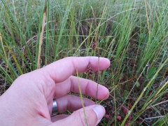 Carex limosa
