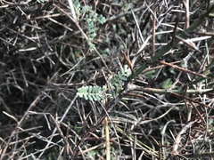 Adesmia incana