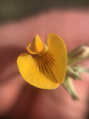 Adesmia incana