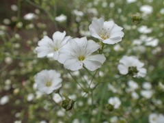 Gypsophila elegans