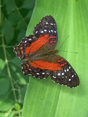 Anartia