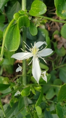 Clematis flammula