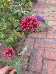 Centranthus ruber