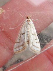 Parapoynx badiusalis