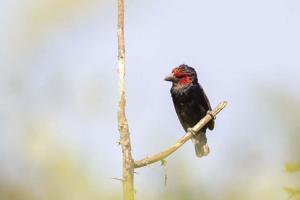 Red-Faced Barbet