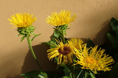 Inula magnifica