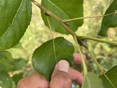 Populus suaveolens