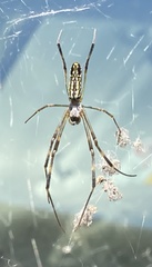 Trichonephila clavata