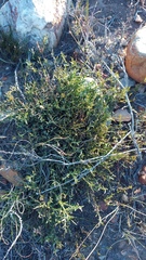 Muraltia muraltioides