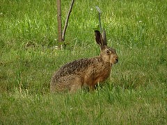 Lepus europaeus