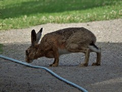Lepus europaeus