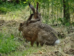 Lepus europaeus