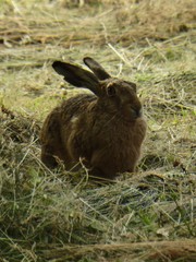 Lepus europaeus
