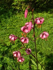 Lilium martagon