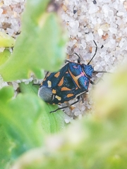 Eurydema herbacea