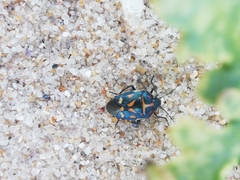 Eurydema herbacea
