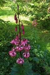Lilium martagon