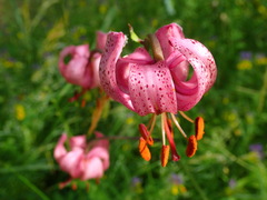 Lilium martagon